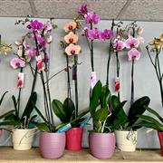 Tropical Orchid Plant