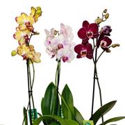 Tropical Orchid Plant