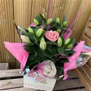 Pink Stargazer Lily plant