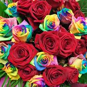 Harlequin Desire - Velvet &amp; Rainbow 