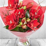 Red - Amaryllis Vase