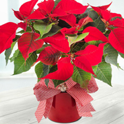 Seasons Greetings - Potted Poinsettia