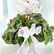 White Winter Cyclamen