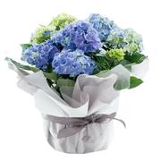 Blue Hydrangea plant