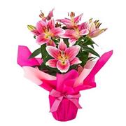 Pink Stargazer Lily Plant 