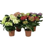 Hydrangea Plant - Florists Choice 