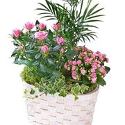 Mothers Day Mixed Planter 
